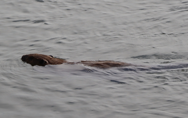 Een bever vlucht voor het hoge water
