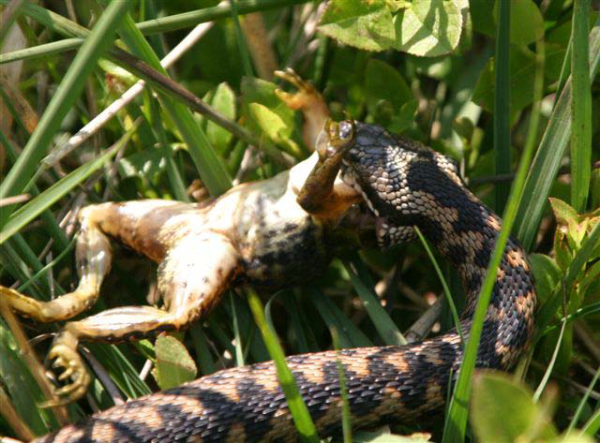 Adder eet kikker