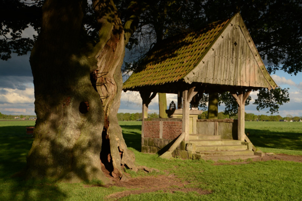 Kroezeboom, een heel oude eik met een verhaal