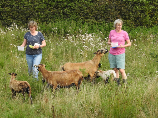 Het bijvoeren, foto Jan den Blaauwen