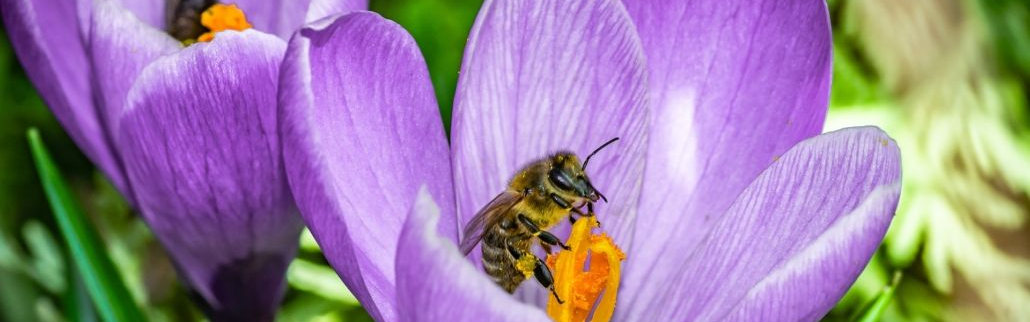 dvt_crocus-bij-1030x687